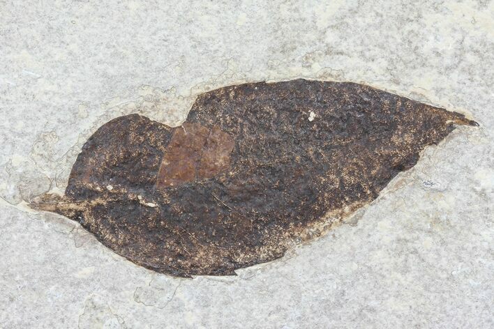 Fossil Leaf (Unidentified) - Green River Formation #79546